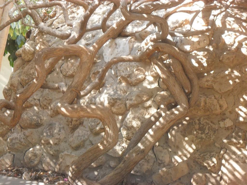 Almog Kibbutz Hotel Kültér fotó